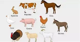 Для  кур, уток, гусей і  домашніх улюблинців